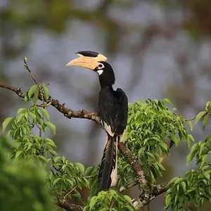 Sigiri Birds Sigiriya